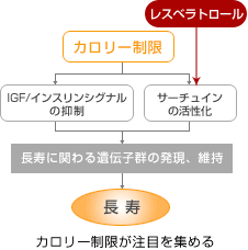 レスベラトロールによるサーチュインの活性化