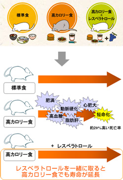 レスベラトロールを一緒に取ると
高カロリー食でも寿命が延長