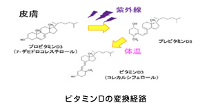 ビタミンDの変換経路