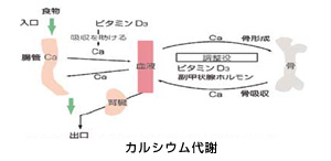 ビタミンD　カルシウム代謝