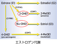 エストロゲン代謝