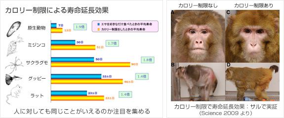 カロリー制限で寿命延長効果：サルで実証
          （Science 2009 より）